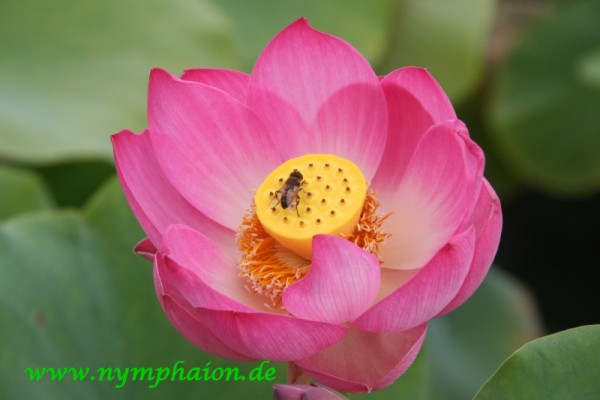 Nelumbo `Schalenlotos von Jiao Ke` - Lotosblume