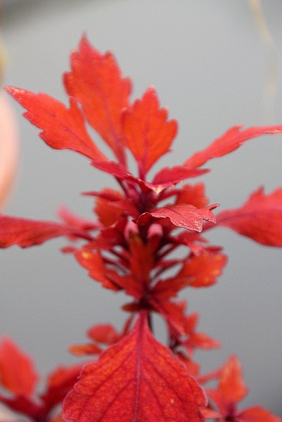 Solenostemon `Spitfire` - Buntnessel