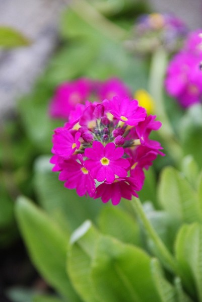 Primula denticulata `Rubin` - Kugelprimel