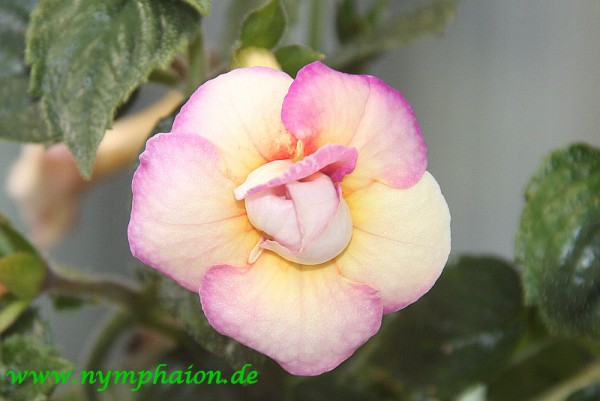 Achimenes `Abendrot` - Schiefteller