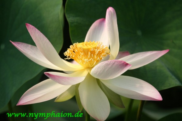 Nelumbo `Verzierter Lampion` - Lotosblume