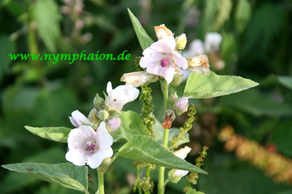 Althaea officinalis `Romney Marsh` - Echter Eibisch