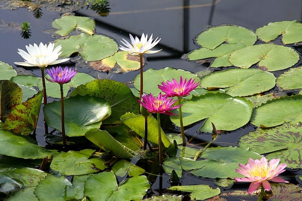 Nymphaea `Tropischer Saustall` - Tropische Seerose Mix
