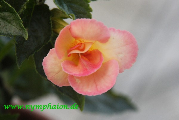 Achimenes `Amie Saliba Improved` - Schiefteller