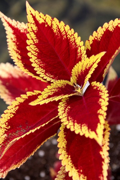 Solenostemon `Brilliancy` - Buntnessel