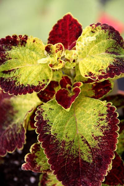 Solenostemon `Kona Red` - Buntnessel