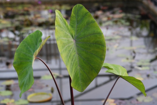 Colocasia esculenta `Fontanesii` - Taro