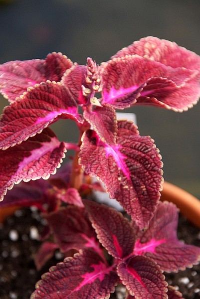 Solenostemon `Kong` - Buntnessel