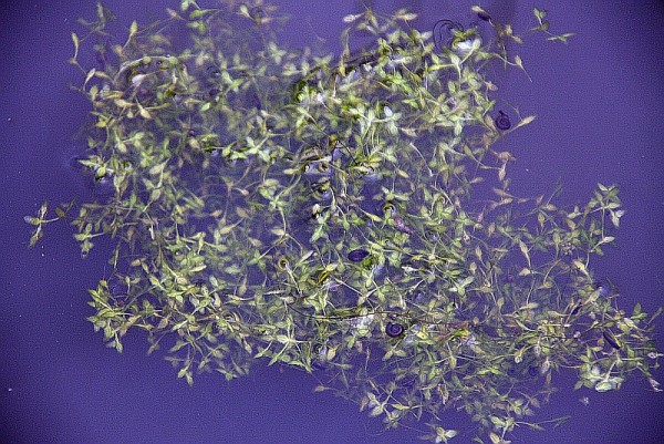 Lemna trisulca [L.] - Dreifurchige Wasserlinse