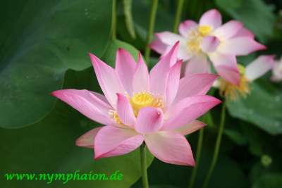 Langzeitdnger | Dnger | Zubehr | Nymphaion Online-Shop