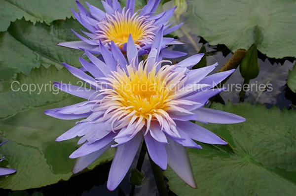 Nymphaea `Alexis`- Tropische Seerose