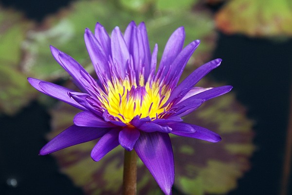 Nymphaea `Tanzanite` - Tropische Seerosenknolle