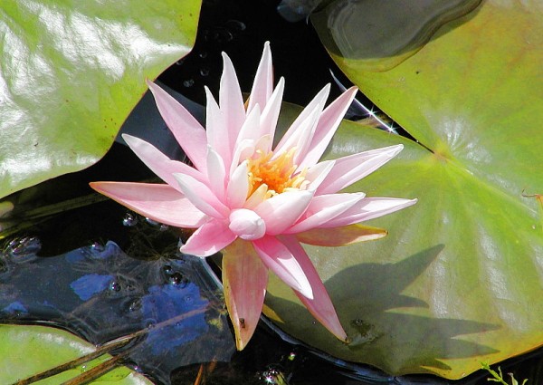 Nymphaea `American Star` - Winterharte Seerose