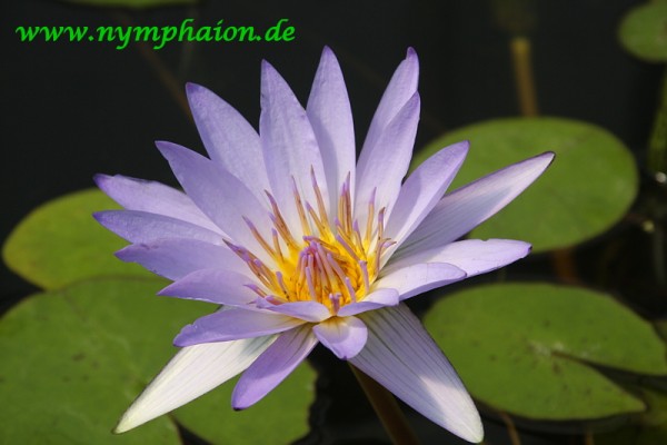 Nymphaea `Pennsylvania` - Tropische Seerose-Copy