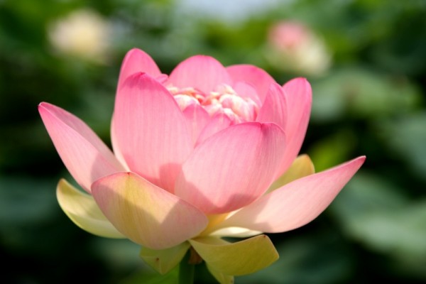 Nelumbo `Strawberry Blonde` - Lotosblume