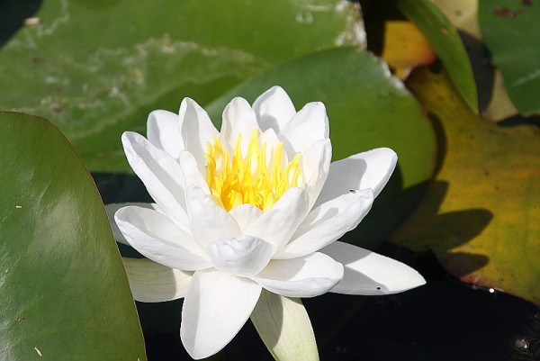 Nymphaea `Pöstlingberg` - Winterharte Seerose