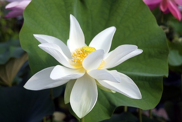 Nelumbo `Carolina Snow` - Lotosblume