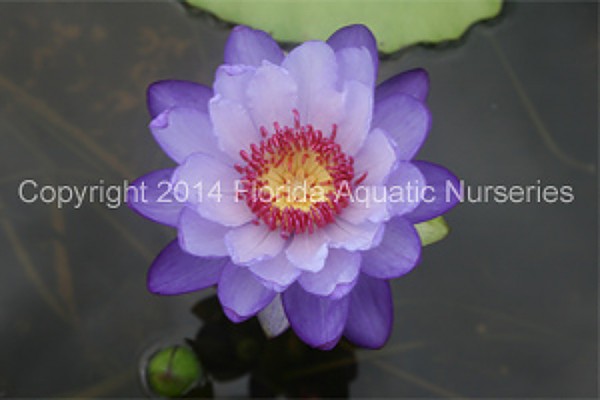 Nymphaea `Betty Lou` - Intersubgenerische tropische Seerose