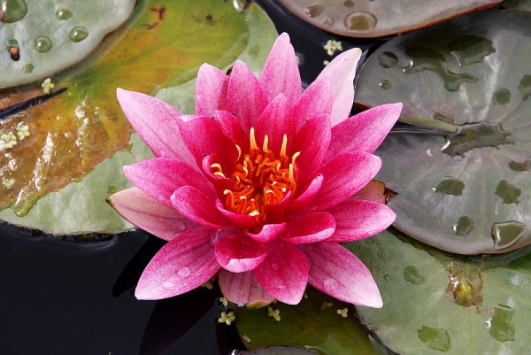 Nymphaea `Perry`s Stellar Red` - Winterharte Seerose