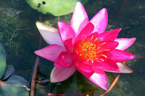 Nymphaea `Marliacea Ignea` - Winterharte Seerose