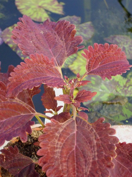 Solenostemon `Julia Quartermain` - Buntnessel