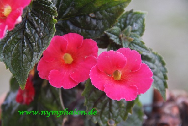 Achimenes `Flamboyante` - Schiefteller