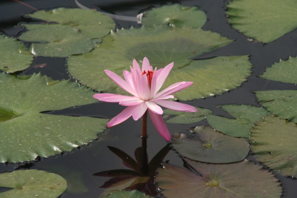 Nymphaea `Texas Shell Pink` - Tropische Seerose