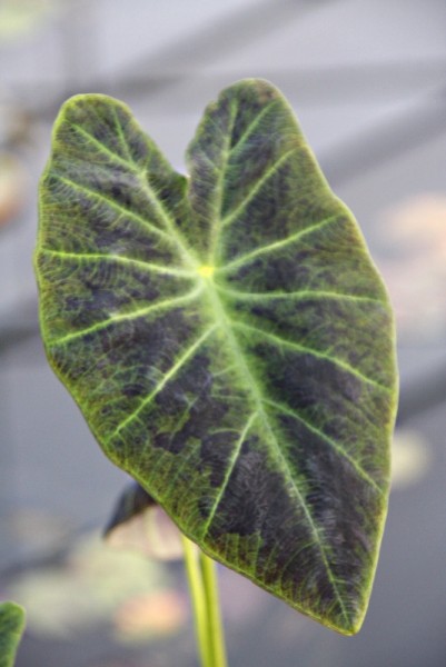 Colocasia esculenta `Antiquorum` - Taro