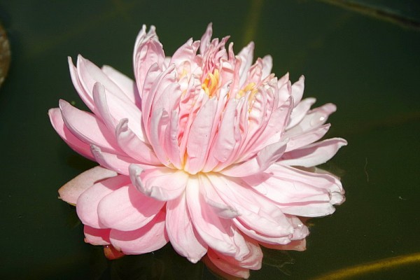 Nymphaea `Lily Pons` - Winterharte Seerose