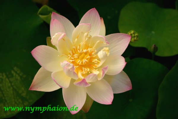 Nelumbo `Kleiner dreifarbiger Lotos` - Lotosblume