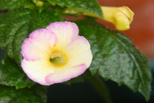 Achimenes `Honey Queen` - Schiefteller