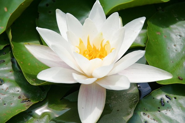 Nymphaea `Candidissima` - Winterharte Seerose