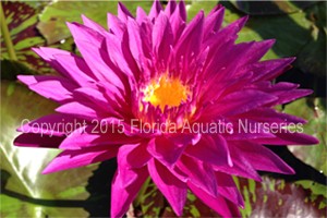 Nymphaea `Valentine` - Tropische Seerose
