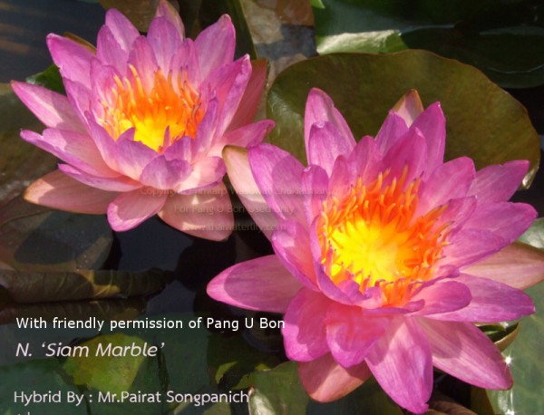 Nymphaea `Siam Marble` - Winterharte Intersubgenerische Seerose