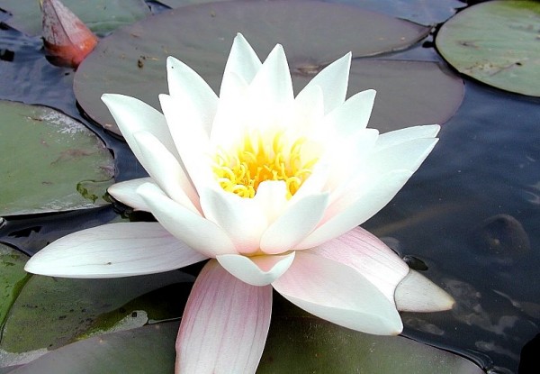 Nymphaea `Colossea` - Winterharte Seerose