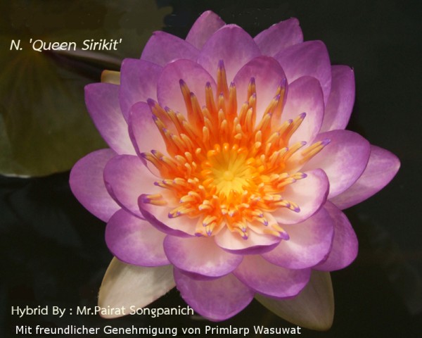 Nymphaea `Queen Sirikit` - Winterharte Intersubgenerische Seerose