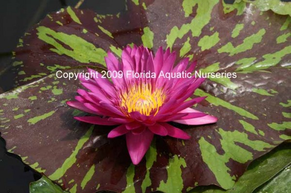 Nymphaea `Hot Pink` - Tropische Seerose