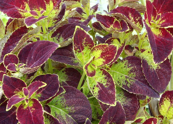 Solenostemon `Dipt in Wine` - Buntnessel