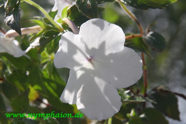 Achimenes `Jay Dee Large White`-Schiefteller
