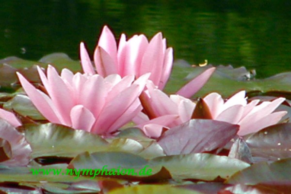 Nymphaea `Berthold` - Winterharte Seerose