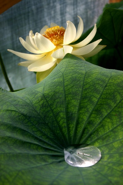 Nelumbo-Bing-Jiao-28-08-05-003