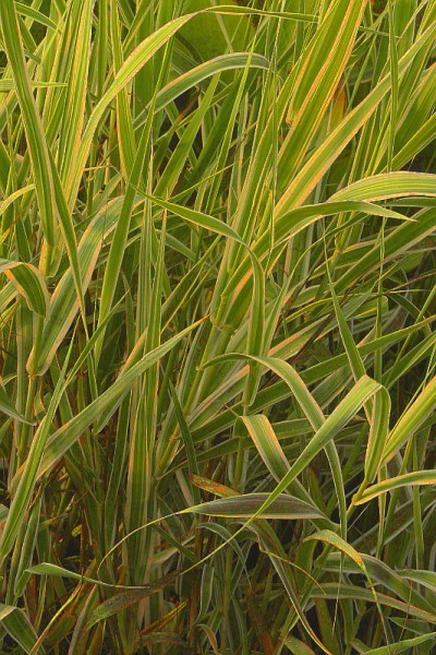 Arundo donax 'Golden Chain' - Pfahlrohr