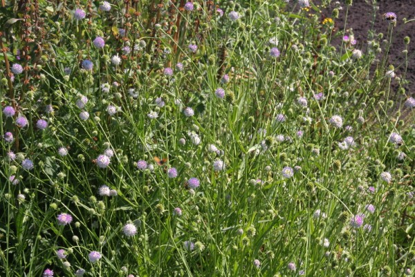 Succisella inflexa 'Frosted Pearls' - Moorabbiss 'Frosted Pearls'