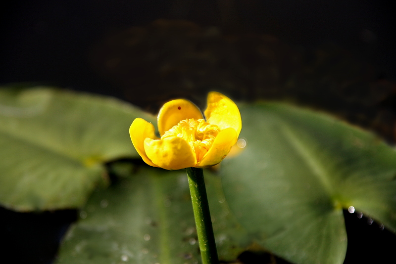 Nuphar-sagittifolia-12-09-11-01