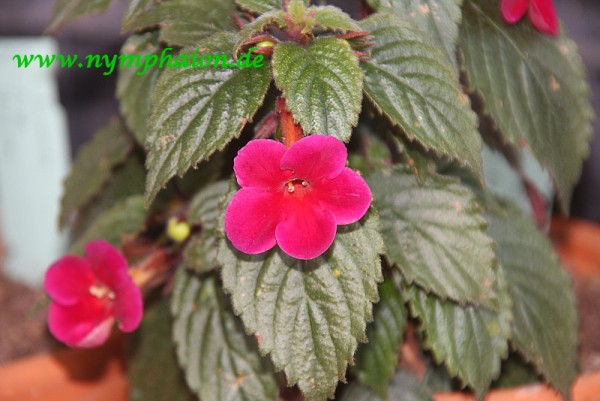 Achimenes `Nocturne - Schiefteller