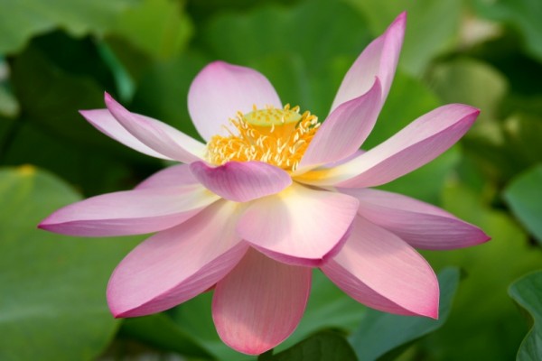 Nelumbo `Pekinensis Rubra` - Lotosblume