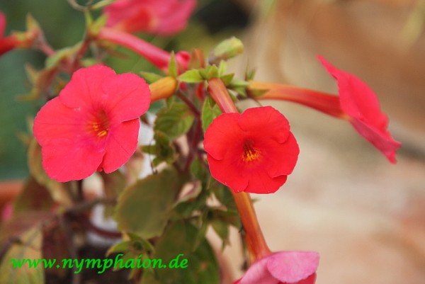 Achimenes `Orange Delight`- Schiefteller