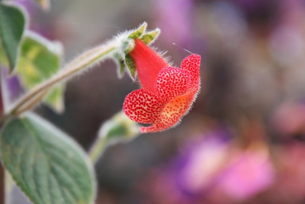 Kohleria `Cybele` - Kohlerie
