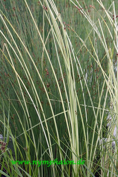 Schoenoplectus lacustris ssp tabernaemontani `Albescens` - Gestreifte Binse
