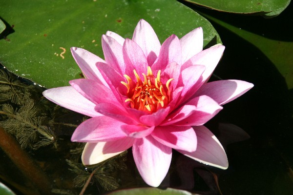 Nymphaea `Temple Fire` - Winterharte Seerose